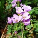 Cardamine crassifolia 花