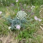 Seseli gummiferum 花