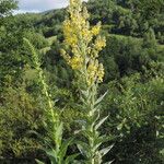 Verbascum lychnitis Alkat (teljes növény)