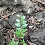 Vaccinium ovatum Leaf