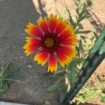 Gaillardia pulchellaFlower