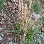 Elymus virginicus Blatt