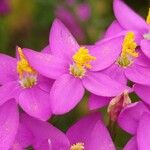 Centaurium erythraeaFloare