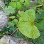 Viola pubescens Folha