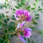 Lathyrus japonicus Квітка