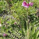 Pedicularis cenisia Flower