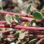 Corrigiola telephiifolia Frunză