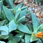 Faucaria tigrina Vivejo