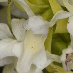 Dactylorhiza incarnata Floro
