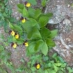 Cypripedium calceolus Costuma