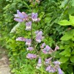 Penstemon canescens 花