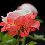 Rosa lucieae Квітка
