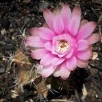 Gymnocalycium anisitsii Кветка