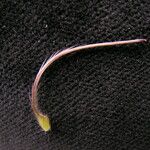 Clematis brevipes Fruto