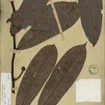 Unonopsis duckei Leaf