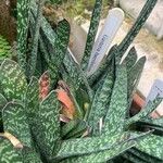 Gasteria obliqua Leaf