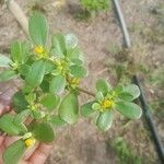 Portulaca oleraceaBloem