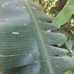 Heliconia collinsiana Feuille