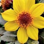 Bidens bipinnata Blodyn