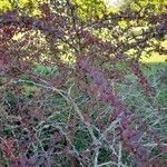 Berberis thunbergiiКветка