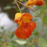 Impatiens capensis Flower