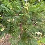Acacia mearnsii 葉