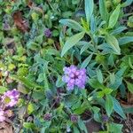 Lantana montevidensis Лист