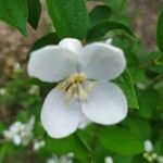 Philadelphus incanus