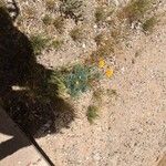 Eschscholzia californica Žiedas