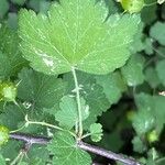 Ribes cynosbati Leaf