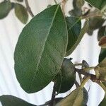 Feijoa sellowiana 葉