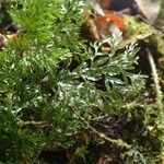 Hymenophyllum triangulare Frunză