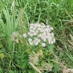 Angelica sylvestris Flower