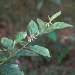 Solanum subinerme Λουλούδι