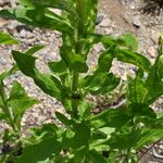 Erigeron annuus Blad