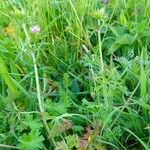 Geranium dissectum Hábito