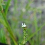 Euploca filiformis Flower