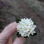 Daphne blagayana Λουλούδι