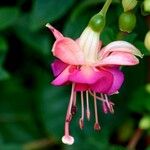 Fuchsia × standishii Flor