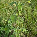 Abutilon grandiflorum 葉