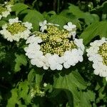 Viburnum plicatumBlüte