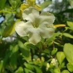 Brunfelsia americana Blomst