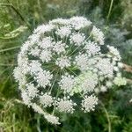 Libanotis pyrenaica 花
