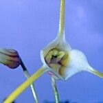 Masdevallia attenuata Plod