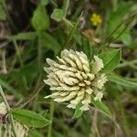 Trifolium ochroleucon Flower