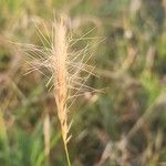 Aristida congesta Fruit