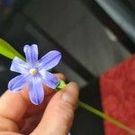 Chionodoxa forbesii 花