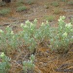 Salvia pachyphylla Hábito