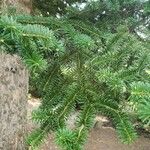 Abies homolepis