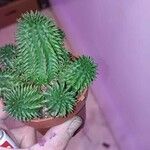 Euphorbia susannae Feuille